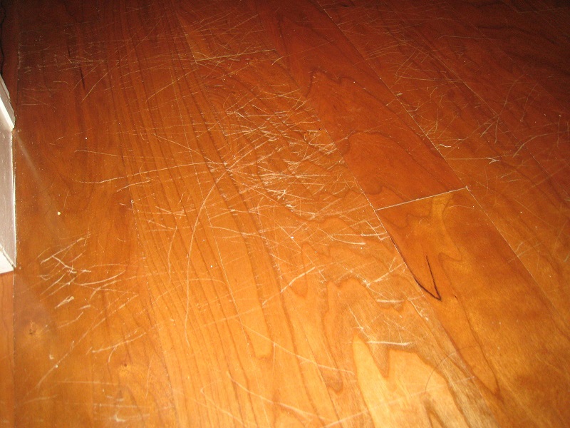 How to Repair Dog Scratches on Your Floor or Furniture Greenfisher